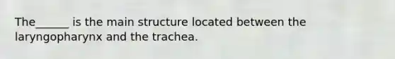 The______ is the main structure located between the laryngopharynx and the trachea.