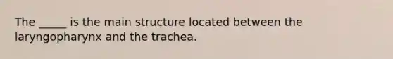 The _____ is the main structure located between the laryngopharynx and the trachea.