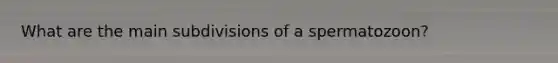 What are the main subdivisions of a spermatozoon?