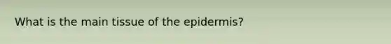 What is the main tissue of the epidermis?