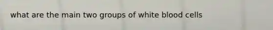 what are the main two groups of white blood cells