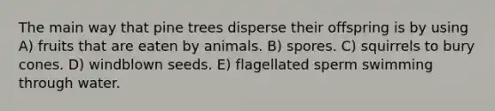 The main way that pine trees disperse their offspring is by using A) fruits that are eaten by animals. B) spores. C) squirrels to bury cones. D) windblown seeds. E) flagellated sperm swimming through water.