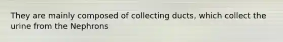 They are mainly composed of collecting ducts, which collect the urine from the Nephrons