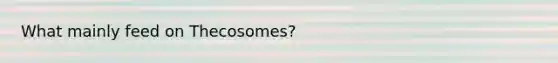 What mainly feed on Thecosomes?