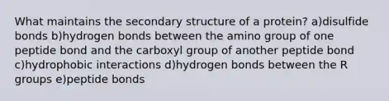 What maintains the secondary structure of a protein? a)disulfide bonds b)hydrogen bonds between the amino group of one peptide bond and the carboxyl group of another peptide bond c)hydrophobic interactions d)hydrogen bonds between the R groups e)peptide bonds