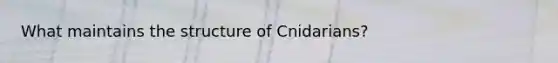 What maintains the structure of Cnidarians?
