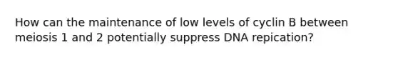 How can the maintenance of low levels of cyclin B between meiosis 1 and 2 potentially suppress DNA repication?