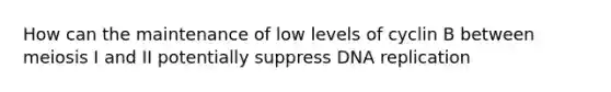 How can the maintenance of low levels of cyclin B between meiosis I and II potentially suppress DNA replication