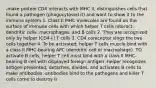 -make protein CD4 interacts with MHC II, distinguishes cells that found a pathogen (phagocytosed it) and want to show it to the immune system 1. Class II MHC molecules are found on the surface of immune cells with which helper T cells interact: dendritic cells, macrophages, and B cells 2. They are recognized only by helper (CD4+) T cells 3. CD4 coreceptor sings the two cells together 4. To be activated, helper T cells muscle bind with a class II MHC-bearing APC (dendritic cell or macrophage). TO activate B cells, helper T cell must bind with a class II MHC-bearing B cell with displayed foreign antigen -helper recognizes antigen presented, detaches, divides, and activates B cells to make antibodies -antibodies bind to the pathogens and killer T cells come to destroy it