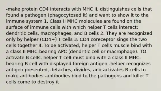 -make protein CD4 interacts with MHC II, distinguishes cells that found a pathogen (phagocytosed it) and want to show it to the immune system 1. Class II MHC molecules are found on the surface of immune cells with which helper T cells interact: dendritic cells, macrophages, and B cells 2. They are recognized only by helper (CD4+) T cells 3. CD4 coreceptor sings the two cells together 4. To be activated, helper T cells muscle bind with a class II MHC-bearing APC (dendritic cell or macrophage). TO activate B cells, helper T cell must bind with a class II MHC-bearing B cell with displayed foreign antigen -helper recognizes antigen presented, detaches, divides, and activates B cells to make antibodies -antibodies bind to the pathogens and killer T cells come to destroy it