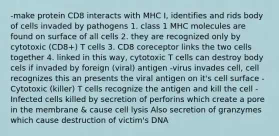 -make protein CD8 interacts with MHC I, identifies and rids body of cells invaded by pathogens 1. class 1 MHC molecules are found on surface of all cells 2. they are recognized only by cytotoxic (CD8+) T cells 3. CD8 coreceptor links the two cells together 4. linked in this way, cytotoxic T cells can destroy body cels if invaded by foreign (viral) antigen -virus invades cell, cell recognizes this an presents the viral antigen on it's cell surface -Cytotoxic (killer) T cells recognize the antigen and kill the cell -Infected cells killed by secretion of perforins which create a pore in the membrane & cause cell lysis Also secretion of granzymes which cause destruction of victim's DNA