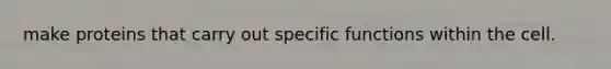 make proteins that carry out specific functions within the cell.