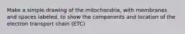 Make a simple drawing of the mitochondria, with membranes and spaces labeled, to show the components and location of the electron transport chain (ETC)