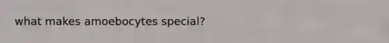 what makes amoebocytes special?