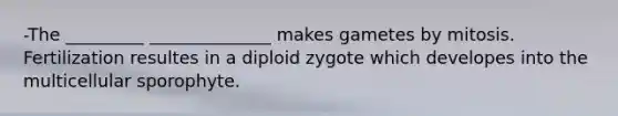 -The _________ ______________ makes gametes by mitosis. Fertilization resultes in a diploid zygote which developes into the multicellular sporophyte.