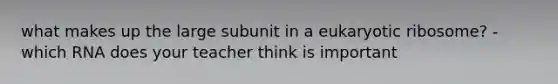 what makes up the large subunit in a eukaryotic ribosome? -which RNA does your teacher think is important