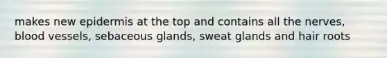 makes new epidermis at the top and contains all the nerves, blood vessels, sebaceous glands, sweat glands and hair roots