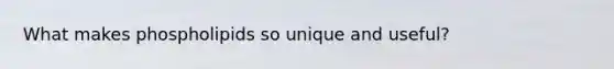 What makes phospholipids so unique and useful?