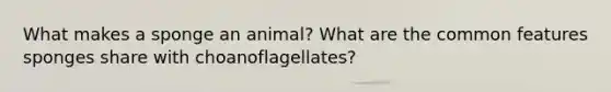 What makes a sponge an animal? What are the common features sponges share with choanoflagellates?