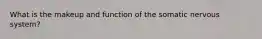 What is the makeup and function of the somatic nervous system?