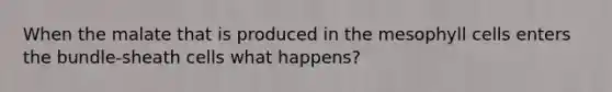When the malate that is produced in the mesophyll cells enters the bundle-sheath cells what happens?