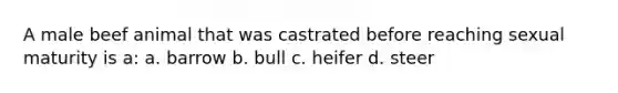 A male beef animal that was castrated before reaching sexual maturity is a: a. barrow b. bull c. heifer d. steer