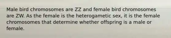 Male bird chromosomes are ZZ and female bird chromosomes are ZW. As the female is the heterogametic sex, it is the female chromosomes that determine whether offspring is a male or female.