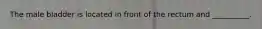 The male bladder is located in front of the rectum and __________.
