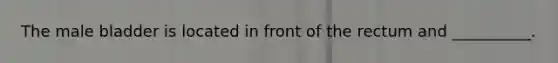 The male bladder is located in front of the rectum and __________.