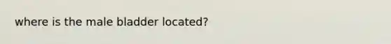 where is the male bladder located?