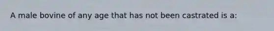 A male bovine of any age that has not been castrated is a: