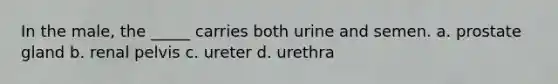 In the male, the _____ carries both urine and semen. a. prostate gland b. renal pelvis c. ureter d. urethra