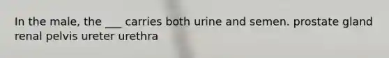 In the male, the ___ carries both urine and semen. prostate gland renal pelvis ureter urethra