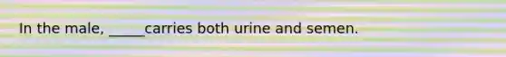 In the male, _____carries both urine and semen.