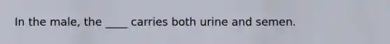 In the male, the ____ carries both urine and semen.