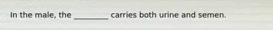 In the male, the _________ carries both urine and semen.