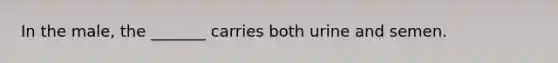 In the male, the _______ carries both urine and semen.