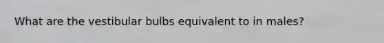 What are the vestibular bulbs equivalent to in males?