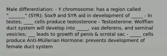 Male differentiation: - Y chromosome: has a region called "_______" (SYR); Sox9 and SYR aid in development of _____ - In testes, ____ cells produce testosterone - Testosterone: Wolffian duct system will develop into _____, vas deferens, and seminal vesicles; ___ leads to growth of penis & scrotal sac - _____ cells produce Anti-Müllerian Hormone: prevents development of female duct system