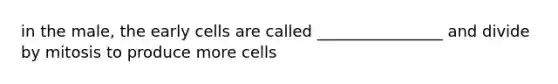 in the male, the early cells are called ________________ and divide by mitosis to produce more cells