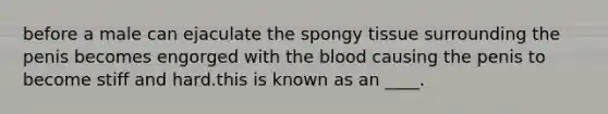 before a male can ejaculate the spongy tissue surrounding the penis becomes engorged with the blood causing the penis to become stiff and hard.this is known as an ____.