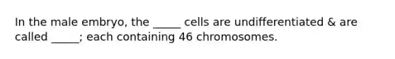 In the male embryo, the _____ cells are undifferentiated & are called _____; each containing 46 chromosomes.