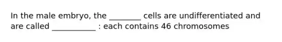 In the male embryo, the ________ cells are undifferentiated and are called ___________ : each contains 46 chromosomes