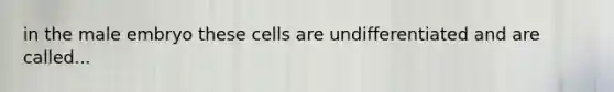 in the male embryo these cells are undifferentiated and are called...