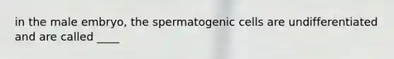 in the male embryo, the spermatogenic cells are undifferentiated and are called ____