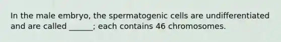 In the male embryo, the spermatogenic cells are undifferentiated and are called ______; each contains 46 chromosomes.