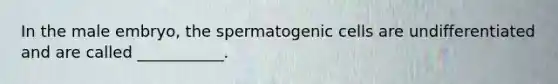 In the male embryo, the spermatogenic cells are undifferentiated and are called ___________.