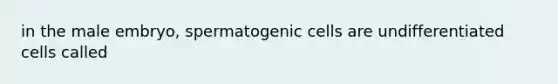 in the male embryo, spermatogenic cells are undifferentiated cells called