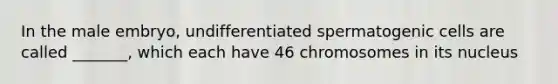 In the male embryo, undifferentiated spermatogenic cells are called _______, which each have 46 chromosomes in its nucleus