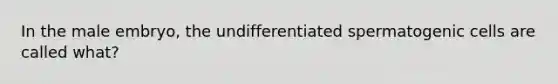 In the male embryo, the undifferentiated spermatogenic cells are called what?